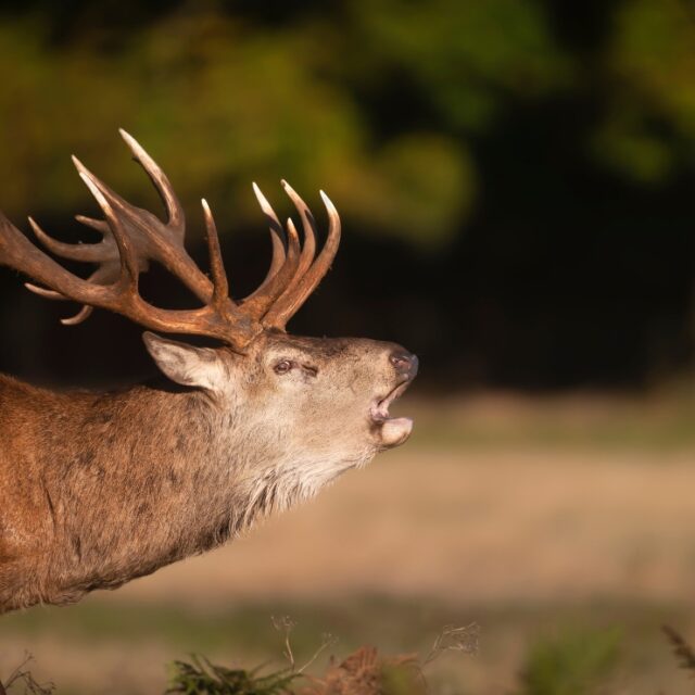 New Zealand hunting videographer (4)