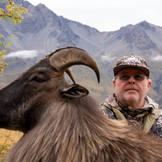 Red Stag Hunt New Zealand (3)
