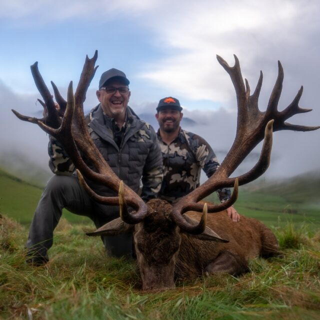 Red Stag Hunt New Zealland