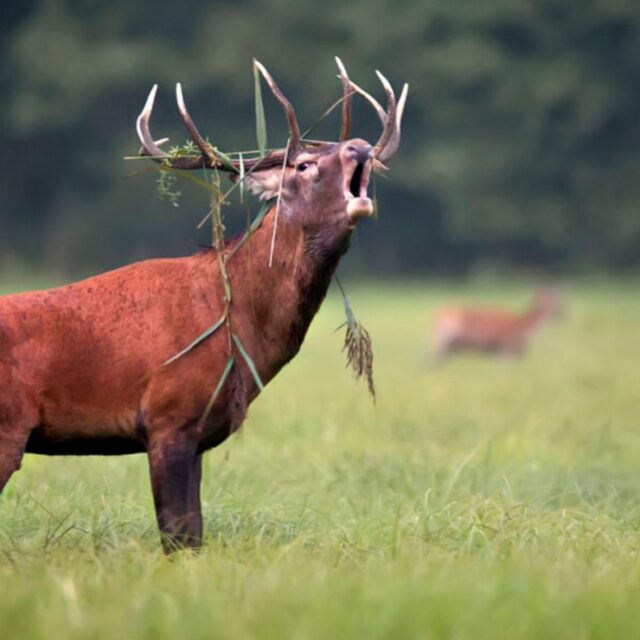 South Island hunting outfitters (3)