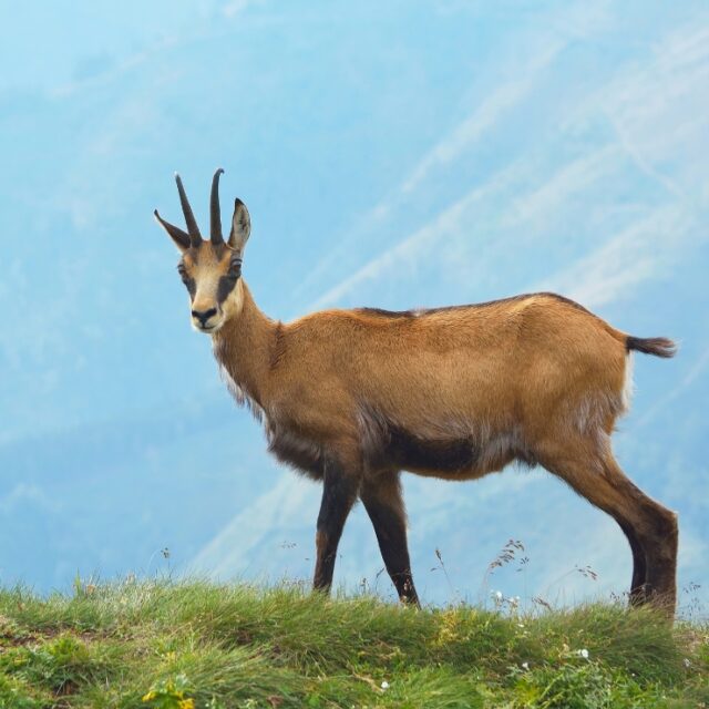 Film-Your-Hunt-Chamois-Hunting-Videographer-New-Zealand
