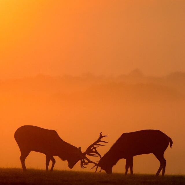 What-Does-It-Cost-to-Film-a-Hunt-in-New-Zealand-Hunting-Videographer-Hunt-Film-Packages