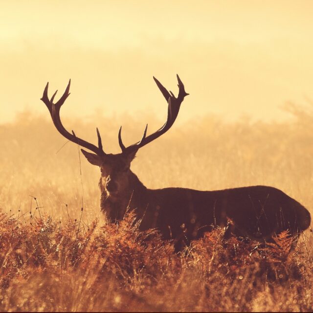 What-Does-It-Cost-to-Film-a-Hunt-in-New-Zealand-Hunt-Film-Packages-Professional-Hunting-Video