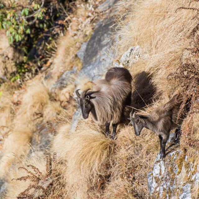 What-Does-It-Cost-to-Film-a-Hunt-in-New-Zealand-Himalayan-Tahr-Hunt-Film-Packages