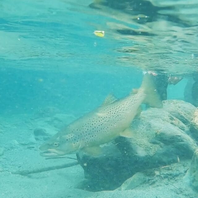 Backcountry Fly Fishing Video NZ